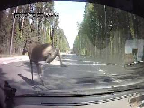 Судя по звуку, не перебежал 