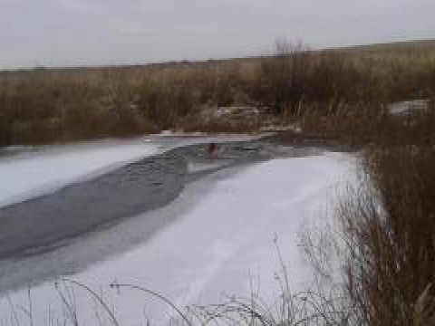 Meanwhile in Kazakhstan: спасение норки