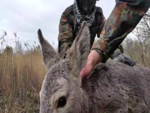 Страйкболисты косулю спасли