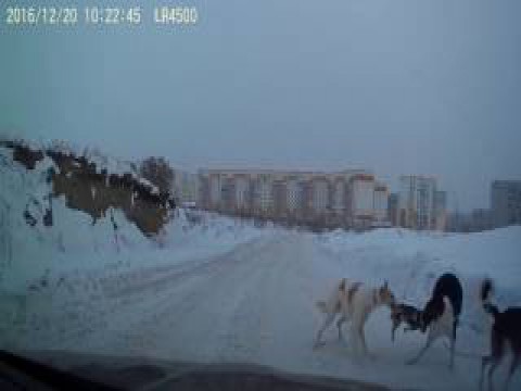 День собачек в ru_chp